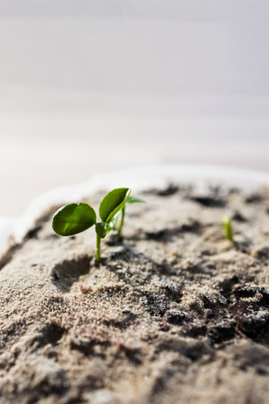close-up of lemon tree seedlings in small tray covered with sandy soil, shot at shallow depth of fieldの写真素材