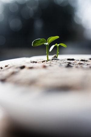 close-up of lemon tree seedlings in small tray covered with sandy soil, shot at shallow depth of...