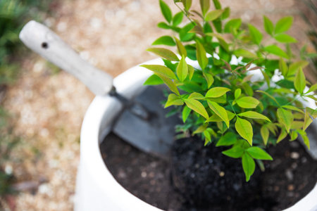 freshly planted Nandina plant into white pot in backyard with gold gravel in the backgroundの写真素材