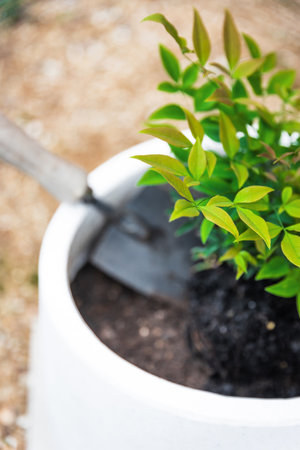 freshly planted Nandina plant into white pot in backyard with gold gravel in the backgroundの写真素材