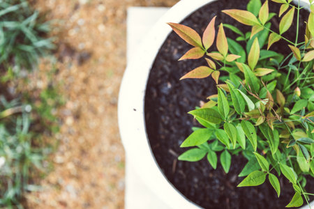 freshly planted Nandina plant into white pot in backyard with gold gravel in the background