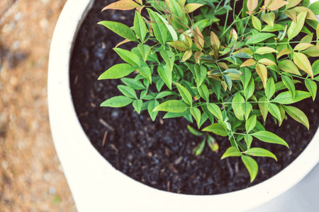 freshly planted Nandina plant into white pot in backyard with gold gravel in the backgroundの写真素材