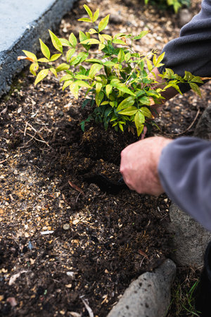 gardener's hands planting hedge nandina plant in the ground outdoor in sunny backyard, close-up shot...