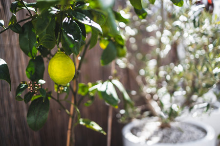 lemon tree with unripe fruit outdoor in sunny Mediterranean inspired backyard, shot at shallow depth of fieldの写真素材