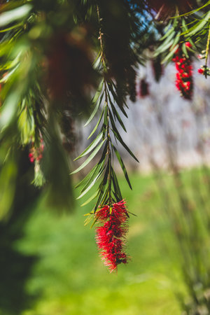 native Australian red bottle brush callistemon weeping tree and bush next to each other in beautiful...