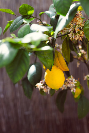 lemon tree with ripe fruit outdoor next to olive trees in sunny Mediterranean inspired backyard shot at shallow depth of fieldの写真素材