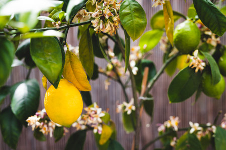lemon tree with ripe fruit outdoor next to olive trees in sunny Mediterranean inspired backyard shot at shallow depth of fieldの写真素材