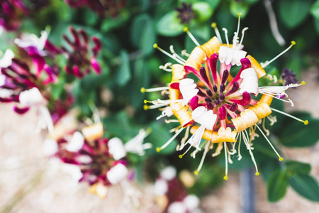 lonicera firecracker plant with magenta purple  and yellow flowers outdoor in beautiful tropical...