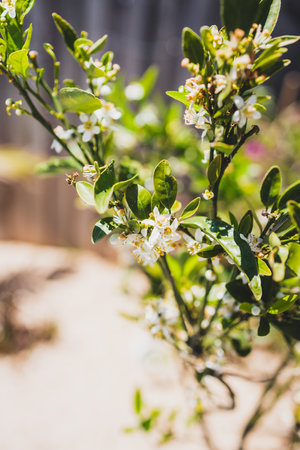 small mandarin orange  tree with flowers outdoor in sunny backyardの写真素材