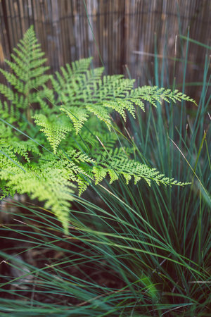 young green fern with new leaves, close-up shot