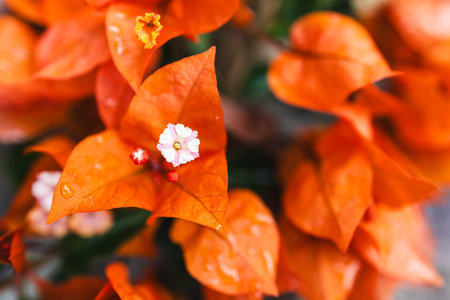 orange bougainvillea plant in full bloom  in sunny backyard, close-up shot at shallow depth of fieldの写真素材