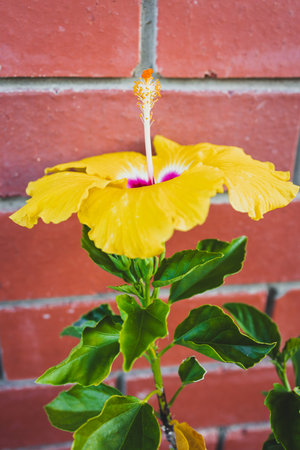 yellow hibiscus in pot outdoor next to brick wall house exterior, shot at shallow depth of fieldの写真素材