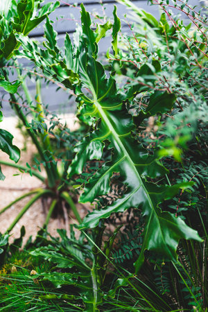 giant Philodendron leaves in idyllic sunny backyard with lots of tropical Australian native plantsの写真素材