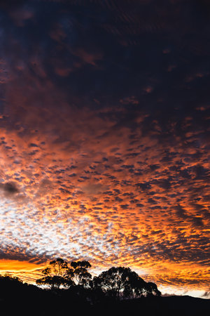 orange sunset in tasmania with silhouette of gum trees and mountain landscape, small fluffy clouds Altocumulus floccusの写真素材