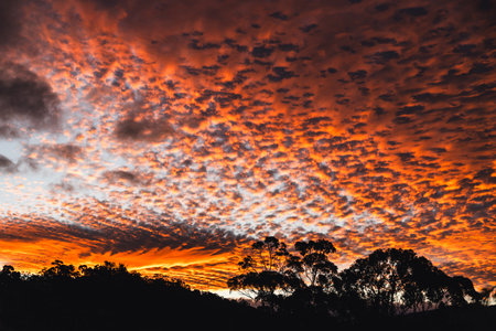 orange sunset in tasmania with silhouette of gum trees and mountain landscape, small fluffy clouds Altocumulus floccusの写真素材