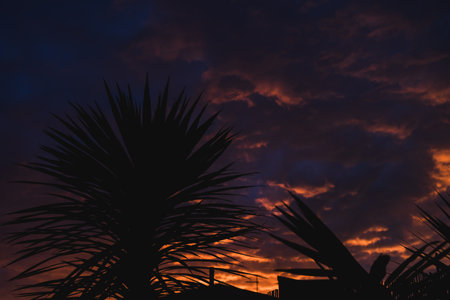 silhouette of a cabbage palm tree set against an intense pink and orange sunrise with dramatic...
