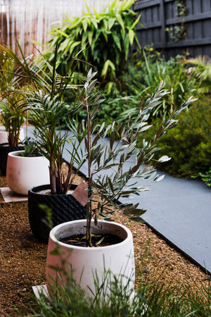 line of olive and palm trees in stylish black and white pots in a beautiful, sunny australian backyard settingの写真素材