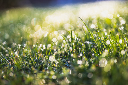 fresh morning dew on green grass with dreamy bokeh and soft focus, nature texture or backgroundの写真素材