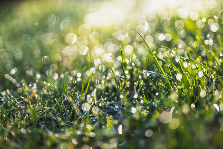 fresh morning dew on green grass with dreamy bokeh and soft focus, nature texture or backgroundの写真素材