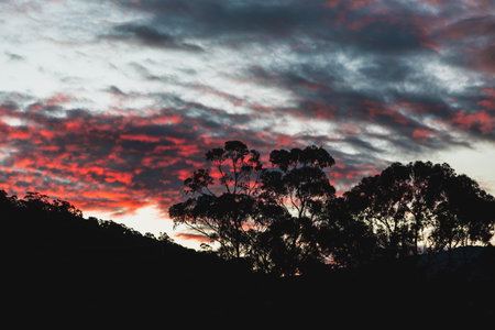 vibrant pink and purple sunset clouds above the mountains in tasmania with eucalyptus gum trees in...