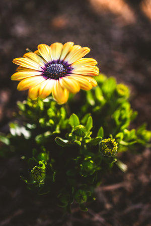 Osteospermum or Yellow African Daisy in sunny backyard, landscaping your backyard and nature themeの写真素材