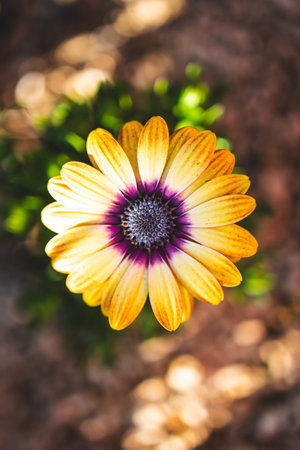 Osteospermum or Yellow African Daisy in sunny backyard, landscaping your backyard and nature theme