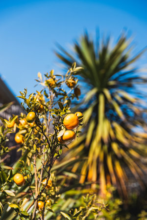 mandarin tree growing in a sunny australian backyard surrounded by greenery, landscaping and nature...