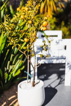 mandarin tree growing in a sunny australian backyard surrounded by greenery, landscaping and nature themeの写真素材