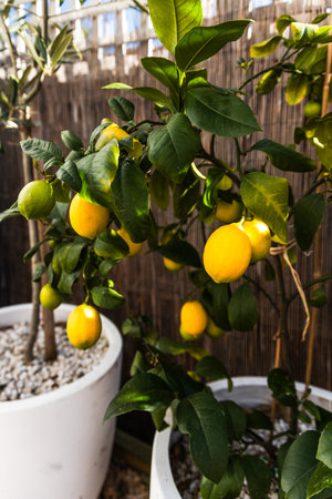 lemon tree full of fruit in a sunny backyard garden, landscaping and nature themeの写真素材
