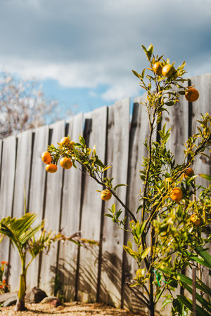 small mandarin tree with ripe fruits in white pot next to wooden fence in beautiful back yardの写真素材