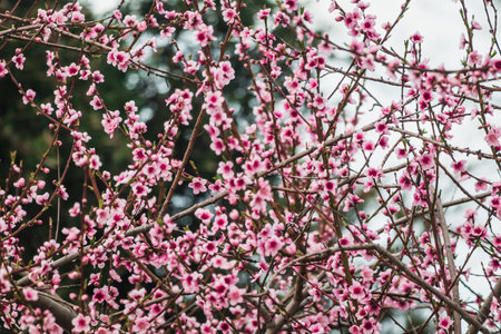 pink plum blossoms on tree branches in australian backyard garden during spring season, nature and...