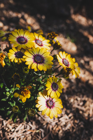 Osteospermum or Yellow African Daisies in sunny backyard shot under harsh sunlight with contrasty...