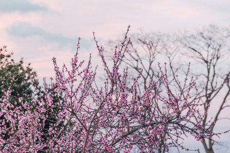 pink plum tree blossoms in australian backyard garden in spring	 with serene partly cloudy sky