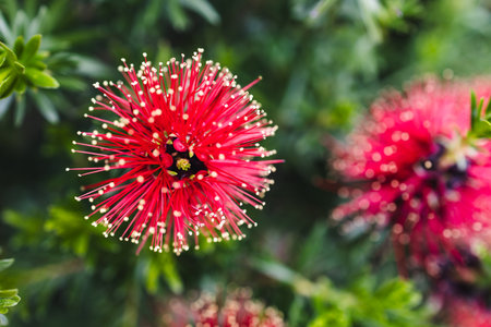 close up of a red kunzea plant in full bloom, vibrant australian native flowers and natural bush beautyの写真素材