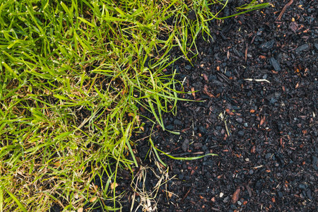 close up of green grass beside a bare soil patch with grass seeds, symbolizing growth, landscaping,...