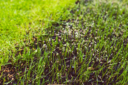 patch of dirt with grass seeds and sparse grass beside a lush green lawn, symbolizing natural growth, renewal, and landscape transformationの写真素材