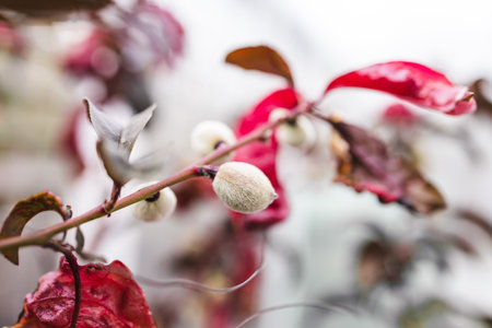 peaches beginning to grow on tree branches with red leaves, capturing the natural beauty and...