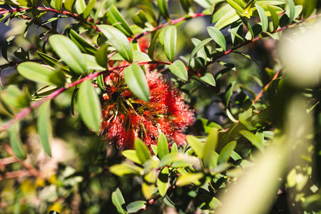 kunzea plant with a vivid red flower, showcasing australian native flora, botanical detail and natural garden or bushland environment.の写真素材