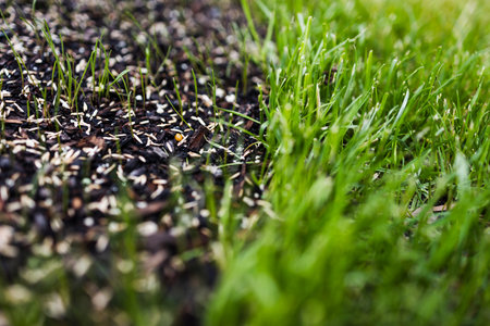 grass seeds on wet soil next to a patch of perfectly maintained green lawn, before and after lawn transformation, growth and garden careの写真素材