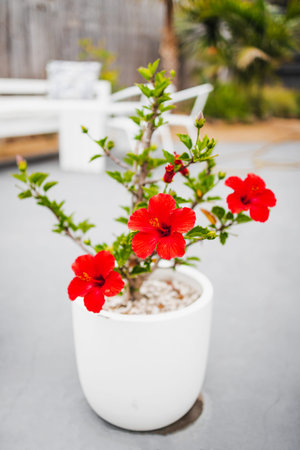 red hibiscus plant with flowers in a white pot set against a tropical australian backyard, natural beauty and relaxed outdoor garden livingの写真素材