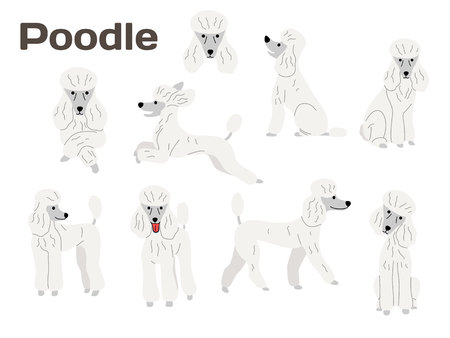 poodle illustration,dog poses,dog breedのイラスト素材