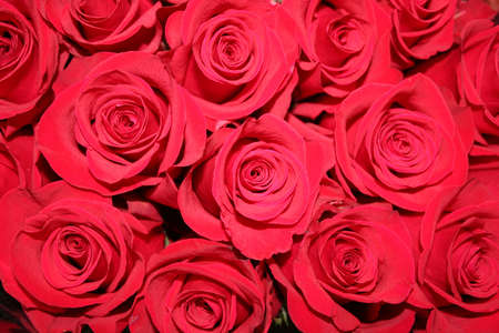 red roses red roses