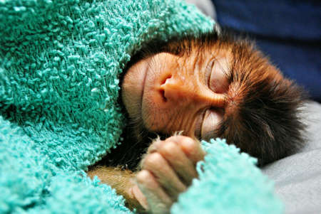 Baby monkey fall asleep after shower covered with blanketの素材
