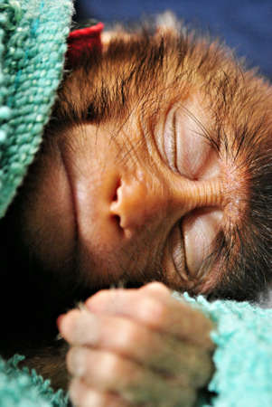 Closeup of baby monkey sleepingの素材