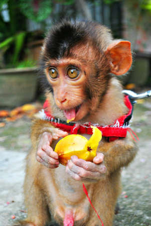 2 month old baby monkey eating starfruitの素材