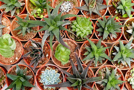 Top view of variety of cactus in a pot.の写真素材