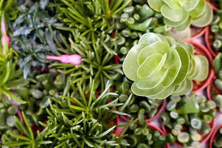 Top view of variety of cactus in a pot.の写真素材