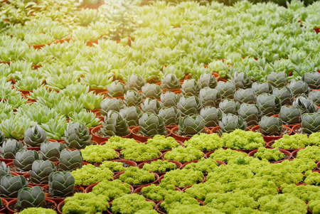 Top view of variety of cactus in a pot.の写真素材