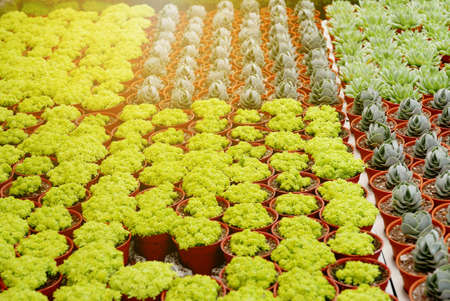 Top view of variety of cactus in a pot.の写真素材
