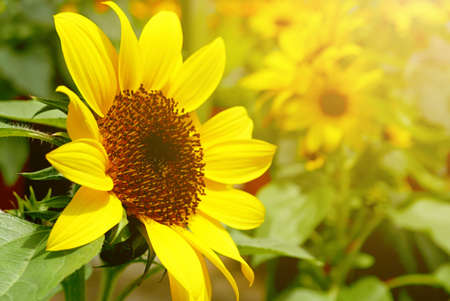 Sunflowers blooming in a garden.の写真素材